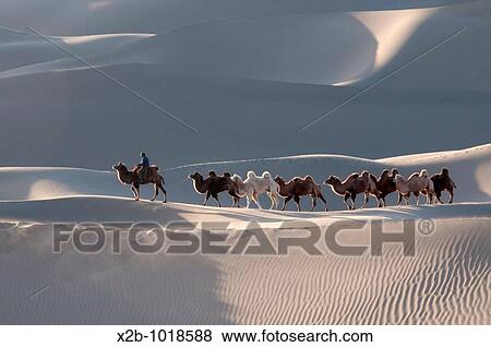In October 2009, China's Inner Mongolia Autonomous Region EJINAQI, camel train View Large Photo Image Stock Photo - In October 2009, China's Inner Mongolia Autonomous Region EJINAQI, camel train. Fotosearch