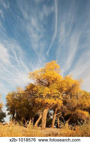 Stock Photograph - In October 2009, China's Inner Mongolia Autonomous Region EJINAQI, Populus euphratica. Fotosearch