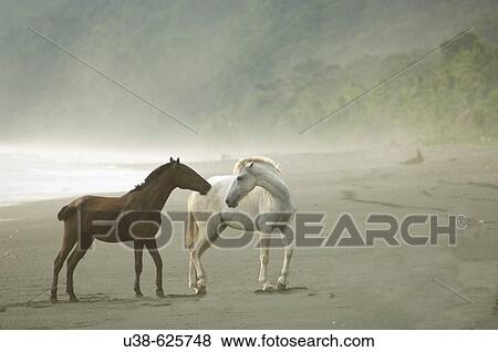 Stock Photo - In the rain forest Wild Horses on the foggy beach interacting or playing. Dark brown and white horses. Osa Peninsula, Costa Rica. Fotosearch