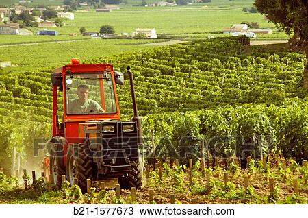 Stock Image - In the vineyards around Saint Emilion, at the Bordeaux wines district, Gironde, Aquitaine, France. Fotosearch