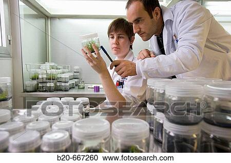 In vitro culture. Biotechnology Laboratory, Neiker Tecnalia, Instituto de Investigaci? n y Desarrollo Agrario, Ganadero, Forestal y del Medio Natural, Arkaute, Alava, Euskadi, Spain. View Large Photo Image Stock Image - In vitro culture. Biotechnology Laboratory, Neiker Tecnalia, Instituto de Investigaci? n y Desarrollo Agrario, Ganadero, Forestal y del Medio Natural, Arkaute, Alava, Euskadi, Spain.. Fotosearch