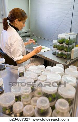 In-vitro culture chamber, Neiker Tecnalia, Instituto de Investigaci? n y Desarrollo Agrario, Ganadero, Forestal y del Medio Natural, Arkaute, Alava, Euskadi, Spain. View Large Photo Image Stock Photo - In-vitro culture chamber, Neiker Tecnalia, Instituto de Investigaci? n y Desarrollo Agrario, Ganadero, Forestal y del Medio Natural, Arkaute, Alava, Euskadi, Spain.. Fotosearch