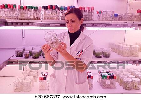 In-vitro culture chamber, Neiker Tecnalia, Instituto de Investigaci? n y Desarrollo Agrario, Ganadero, Forestal y del Medio Natural, Arkaute, Alava, Euskadi, Spain. View Large Photo Image Stock Photo - In-vitro culture chamber, Neiker Tecnalia, Instituto de Investigaci? n y Desarrollo Agrario, Ganadero, Forestal y del Medio Natural, Arkaute, Alava, Euskadi, Spain.. Fotosearch