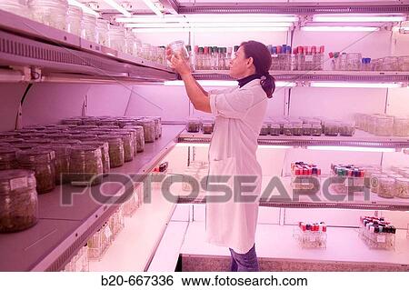 In-vitro culture chamber, Neiker Tecnalia, Instituto de Investigaci? n y Desarrollo Agrario, Ganadero, Forestal y del Medio Natural, Arkaute, Alava, Euskadi, Spain. View Large Photo Image Stock Photograph - In-vitro culture chamber, Neiker Tecnalia, Instituto de Investigaci? n y Desarrollo Agrario, Ganadero, Forestal y del Medio Natural, Arkaute, Alava, Euskadi, Spain.. Fotosearch