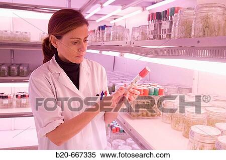Stock Photography - In-vitro culture chamber, Neiker Tecnalia, Instituto de Investigaci? n y Desarrollo Agrario, Ganadero, Forestal y del Medio Natural, Arkaute, Alava, Euskadi, Spain.. Fotosearch