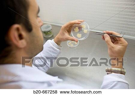 Stock Photo - In vitro culture, plant callus. Biotechnology Laboratory, Neiker Tecnalia, Instituto de Investigaci? n y Desarrollo Agrario, Ganadero, Forestal y del Medio Natural, Arkaute, Alava, Euskadi, Spain.. Fotosearch