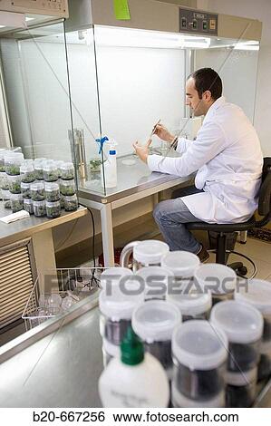 In vitro culture, plant calluses. Biotechnology Laboratory, Neiker Tecnalia, Instituto de Investigaci? n y Desarrollo Agrario, Ganadero, Forestal y del Medio Natural, Arkaute, Alava, Euskadi, Spain. View Large Photo Image Stock Photograph - In vitro culture, plant calluses. Biotechnology Laboratory, Neiker Tecnalia, Instituto de Investigaci? n y Desarrollo Agrario, Ganadero, Forestal y del Medio Natural, Arkaute, Alava, Euskadi, Spain.. Fotosearch