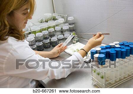 In vitro culture. Plant Production and Protection, Biotechnology Laboratory, Neiker Tecnalia, Instituto de Investigaci? n y Desarrollo Agrario, Ganadero, Forestal y del Medio Natural, Arkaute, Alava, Euskadi, Spain. View Large Photo Image Stock Image - In vitro culture. Plant Production and Protection, Biotechnology Laboratory, Neiker Tecnalia, Instituto de Investigaci? n y Desarrollo Agrario, Ganadero, Forestal y del Medio Natural, Arkaute, Alava, Euskadi, Spain.. Fotosearch