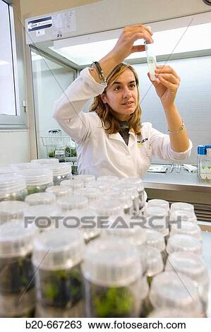 In vitro culture. Plant Production and Protection, Biotechnology Laboratory, Neiker Tecnalia, Instituto de Investigaci? n y Desarrollo Agrario, Ganadero, Forestal y del Medio Natural, Arkaute, Alava, Euskadi, Spain. View Large Photo Image Stock Image - In vitro culture. Plant Production and Protection, Biotechnology Laboratory, Neiker Tecnalia, Instituto de Investigaci? n y Desarrollo Agrario, Ganadero, Forestal y del Medio Natural, Arkaute, Alava, Euskadi, Spain.. Fotosearch