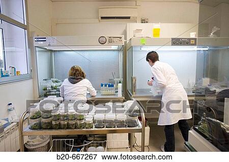 In vitro culture. Plant Production and Protection, Biotechnology Laboratory, Neiker Tecnalia, Instituto de Investigaci? n y Desarrollo Agrario, Ganadero, Forestal y del Medio Natural, Arkaute, Alava, Euskadi, Spain. View Large Photo Image Stock Photo - In vitro culture. Plant Production and Protection, Biotechnology Laboratory, Neiker Tecnalia, Instituto de Investigaci? n y Desarrollo Agrario, Ganadero, Forestal y del Medio Natural, Arkaute, Alava, Euskadi, Spain.. Fotosearch
