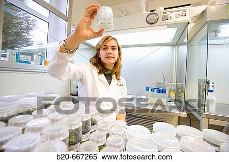 In vitro culture. Plant Production and Protection, Biotechnology Laboratory, Neiker Tecnalia, Instituto de Investigaci? n y Desarrollo Agrario, Ganadero, Forestal y del Medio Natural, Arkaute, Alava, Euskadi, Spain. View Large Photo Image Stock Photography - In vitro culture. Plant Production and Protection, Biotechnology Laboratory, Neiker Tecnalia, Instituto de Investigaci? n y Desarrollo Agrario, Ganadero, Forestal y del Medio Natural, Arkaute, Alava, Euskadi, Spain.. Fotosearch