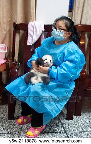 Stock Photo - Incubation nursery at the Giant Panda Breeding Research Base at Chengdu, Sichuan, China.. Fotosearch