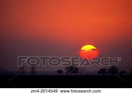 INDIA, ASSAM, KAZIRANGA N. P., SUNSET. View Large Photo Image Stock Photo - INDIA, ASSAM, KAZIRANGA N. P., SUNSET.. Fotosearch