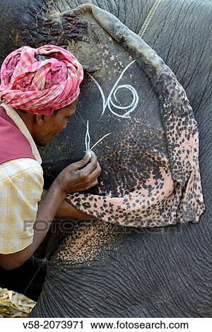 Stock Image - India, Bihar, Patna region, Sonepur livestock fair, Mahout applying make up to his elephant.. Fotosearch