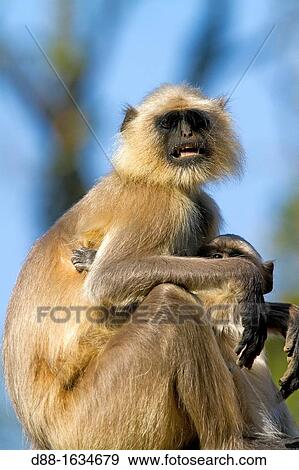 India, Madhya Pradesh, Bandhavgarh National Park, Hanuman Langur Semnopithecus entellus. View Large Photo Image Stock Photo - India, Madhya Pradesh, Bandhavgarh National Park, Hanuman Langur Semnopithecus entellus.. Fotosearch