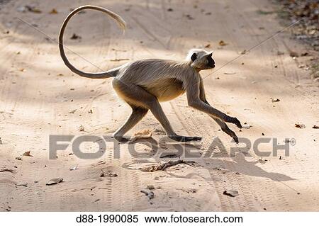 India, Madhya Pradesh, Bandhavgarh National Park, Hanuman Langur ( Semnopithecus entellus ). View Large Photo Image Stock Photography - India, Madhya Pradesh, Bandhavgarh National Park, Hanuman Langur ( Semnopithecus entellus ).. Fotosearch