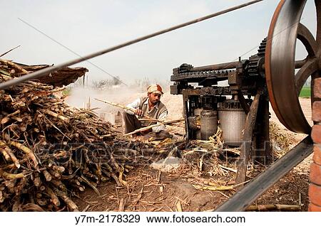 Stock Photo - India: Punjab: Sugar production from Sugar Cane. Fotosearch