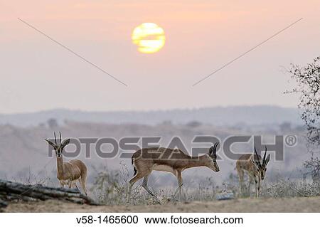 India, Rajasthan, Mukam surroundings, Samrathal dune, Chinkaras Indian gazelles at sunset View Large Photo Image Stock Image - India, Rajasthan, Mukam surroundings, Samrathal dune, Chinkaras Indian gazelles at sunset. Fotosearch
