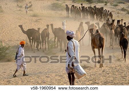 India, Rajasthan, On the way to Pushkar camel fair. View Large Photo Image Picture - India, Rajasthan, On the way to Pushkar camel fair.. Fotosearch