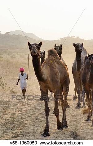 India, Rajasthan, On the way to Pushkar camel fair. View Large Photo Image Stock Image - India, Rajasthan, On the way to Pushkar camel fair.. Fotosearch