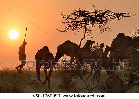 Stock Image - India, Rajasthan, On the way to Pushkar camel fair.. Fotosearch