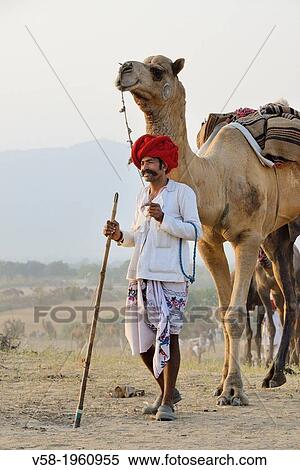 Stock Photography - India, Rajasthan, On the way to Pushkar camel fair.. Fotosearch