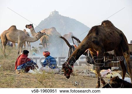 Stock Image - India, Rajasthan, Pushkar camel fair, Early morning.. Fotosearch