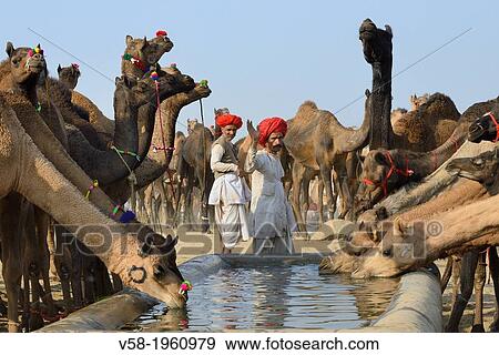 Stock Photo - India, Rajasthan, Pushkar camel fair, Leading the camels to the trough.. Fotosearch