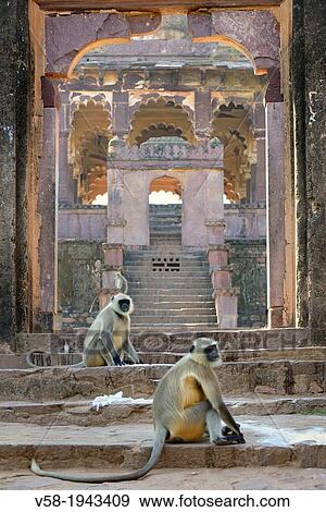 India, Rajasthan, Ranthambore National Park, Ranthambhore fort, Gray langur monkeys. View Large Photo Image Stock Photo - India, Rajasthan, Ranthambore National Park, Ranthambhore fort, Gray langur monkeys.. Fotosearch