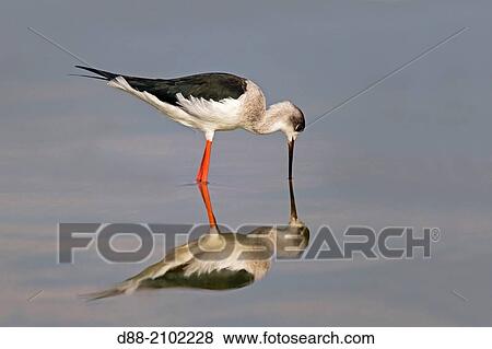 India, Rajasthan state, Bera area, Black-winged Stilt, Common Stilt, or Pied Stilt (Himantopus himantopus), looking for food in a pond. View Large Photo Image Stock Photo - India, Rajasthan state, Bera area, Black-winged Stilt, Common Stilt, or Pied Stilt (Himantopus himantopus), looking for food in a pond.. Fotosearch