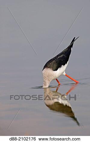 India, Rajasthan state, Bera area, Black-winged Stilt, Common Stilt, or Pied Stilt (Himantopus himantopus), looking for food in a pond. View Large Photo Image Stock Photograph - India, Rajasthan state, Bera area, Black-winged Stilt, Common Stilt, or Pied Stilt (Himantopus himantopus), looking for food in a pond.. Fotosearch