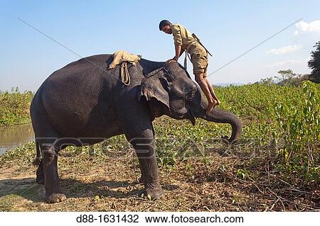 India, State of Assam, Kaziranga National Park, Asian Elephant Elephas maximus, with the mahout View Large Photo Image Stock Image - India, State of Assam, Kaziranga National Park, Asian Elephant Elephas maximus, with the mahout. Fotosearch