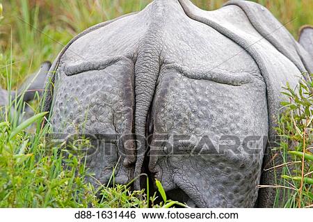 India, State of Assam, Kaziranga National Park, Asian One-horned rhino or Indian Rhinoceros or Greater One-horned Rhinoceros Rhinoceros unicornis View Large Photo Image Stock Photograph - India, State of Assam, Kaziranga National Park, Asian One-horned rhino or Indian Rhinoceros or Greater One-horned Rhinoceros Rhinoceros unicornis. Fotosearch