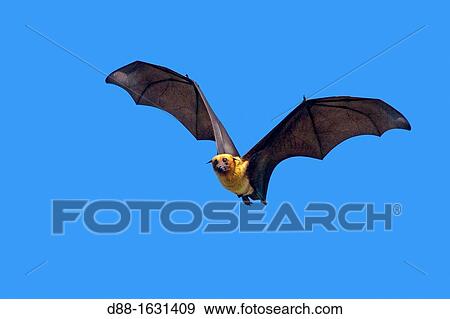 India, State of Gujarat, Town of Jun? gadh, Indian Flying-fox Pteropus giganteus View Large Photo Image Stock Photo - India, State of Gujarat, Town of Jun? gadh, Indian Flying-fox Pteropus giganteus. Fotosearch