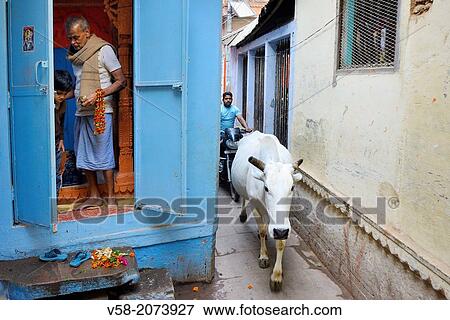 India, Uttar Pradesh, Varanasi, Family temple and holy cow. View Large Photo Image Stock Photo - India, Uttar Pradesh, Varanasi, Family temple and holy cow.. Fotosearch