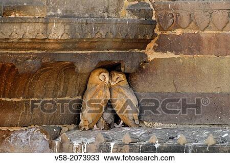 Stock Image - India, Uttar Pradesh, Varanasi, Sleeping owls.. Fotosearch