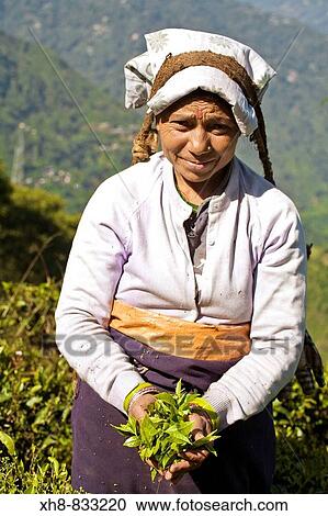 Stock Image - India, West Bengal, Darjeeling, Arya Tea Estate, Woman tea picker holding a handful of freshly picked tea leaves. Fotosearch