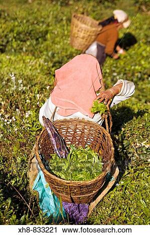 India, West Bengal, Darjeeling, Arya Tea Estate, Women tea picking View Large Photo Image Stock Image - India, West Bengal, Darjeeling, Arya Tea Estate, Women tea picking. Fotosearch