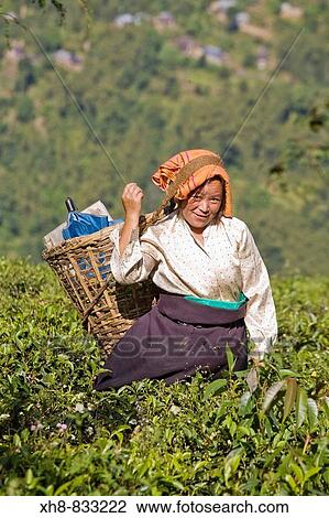 Stock Image - India, West Bengal, Darjeeling, Arya Tea Estate, Woman tea picking. Fotosearch