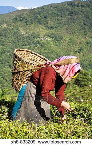Stock Photo - India, West Bengal, Darjeeling, Arya Tea Estate, Woman tea picking. Fotosearch