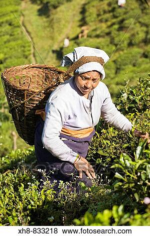 India, West Bengal, Darjeeling, Arya Tea Estate, Woman tea picking View Large Photo Image Stock Photo - India, West Bengal, Darjeeling, Arya Tea Estate, Woman tea picking. Fotosearch