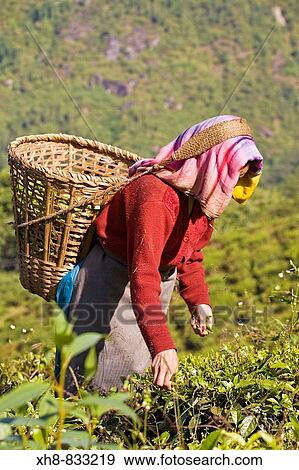 India, West Bengal, Darjeeling, Arya Tea Estate, Woman tea picking View Large Photo Image Stock Photo - India, West Bengal, Darjeeling, Arya Tea Estate, Woman tea picking. Fotosearch