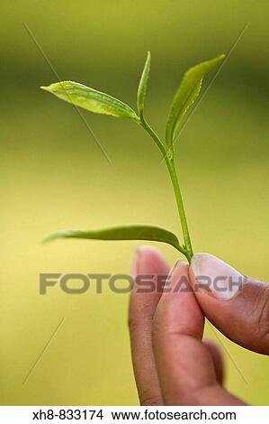 Picture - India, West Bengal, Darjeeling, Happy Valley Tea Estate, Woman tea picker holding example of high quality tea leaves _ the top two leaves and a bud are used for First Flush or Second Flush teas. Fotosearch
