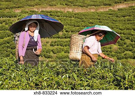 Picture - India, West Bengal, Darjeeling, Happy Valley Tea Estate, Women tea picking. Fotosearch