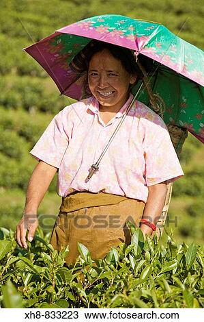 Stock Image - India, West Bengal, Darjeeling, Happy Valley Tea Estate, Woman tea picking. Fotosearch