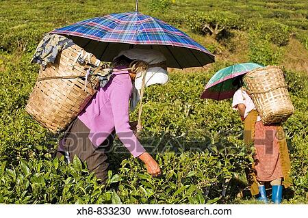 Stock Image - India, West Bengal, Darjeeling, Happy Valley Tea Estate, Women tea picking. Fotosearch