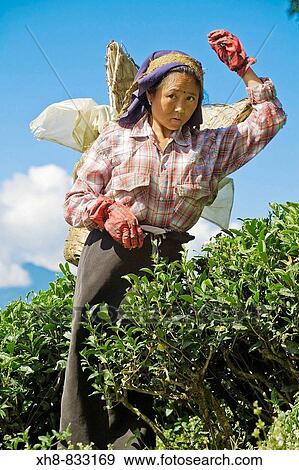 India, West Bengal, Darjeeling, Happy Valley, Woman tea picking View Large Photo Image Stock Photo - India, West Bengal, Darjeeling, Happy Valley, Woman tea picking. Fotosearch