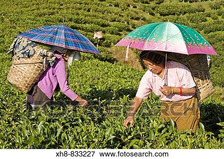India, West Bengal, Darjeeling, Happy Valley Tea Estate, Women tea picking View Large Photo Image Stock Photo - India, West Bengal, Darjeeling, Happy Valley Tea Estate, Women tea picking. Fotosearch