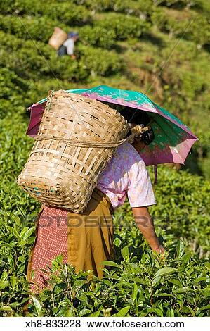 India, West Bengal, Darjeeling, Happy Valley Tea Estate, Woman tea picking View Large Photo Image Stock Photo - India, West Bengal, Darjeeling, Happy Valley Tea Estate, Woman tea picking. Fotosearch