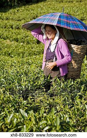 Stock Photo - India, West Bengal, Darjeeling, Happy Valley Tea Estate, Woman tea picking. Fotosearch